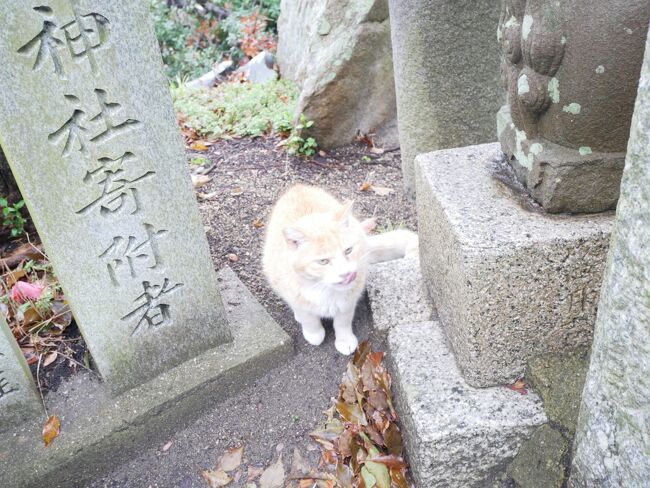 神社3兄弟のうちの1匹の茶トラちゃん。