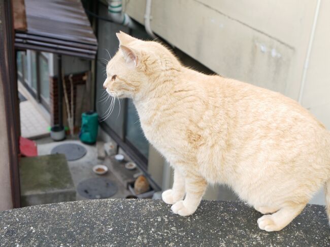 ほんと可愛い。男木島の猫たちはみんな去勢手術済です。食べ物に困っていないので、毛並みも良く。夕陽と猫の家の方や、島の皆様で餌をあげたり状態を良く見ているそう。