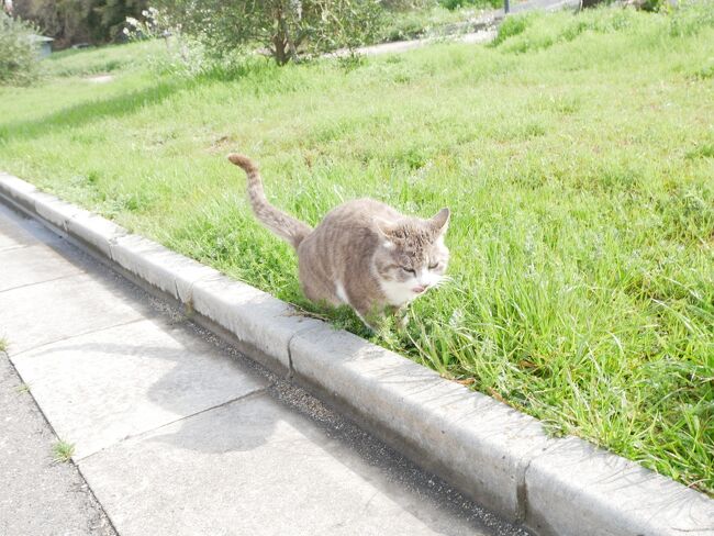 港で働く方が面倒を見ているなつっこいゴマちゃん。