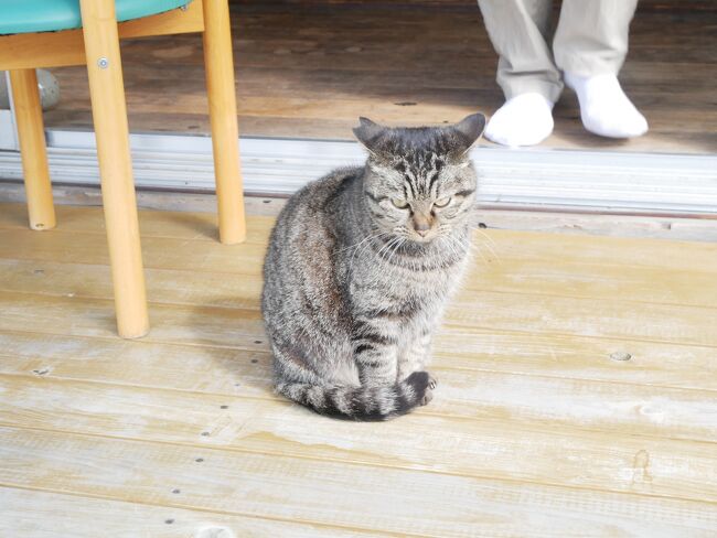 夕陽と猫の家周辺にいるココア。