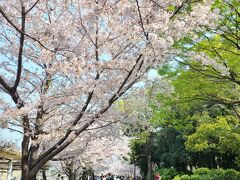 大阪城へ。
100名城スタンプ、24個目。
桜が満開の一番いい時期に、お城の桜が見れるなんて、なかなかないぞ。
