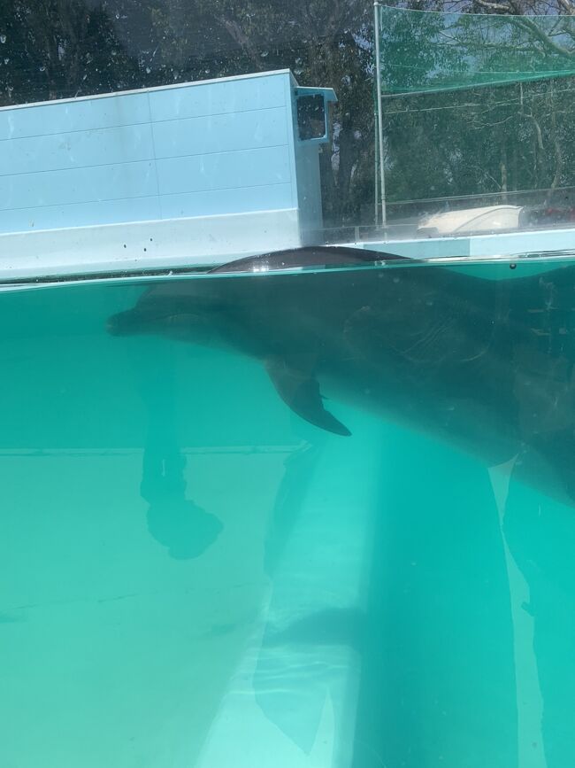 屋島寺から歩いてすぐの新屋島水族館へ。イルカとかマナティとかがいます。イルカショーが楽しいって口コミ見たけど、平日だからか時間が合わず。