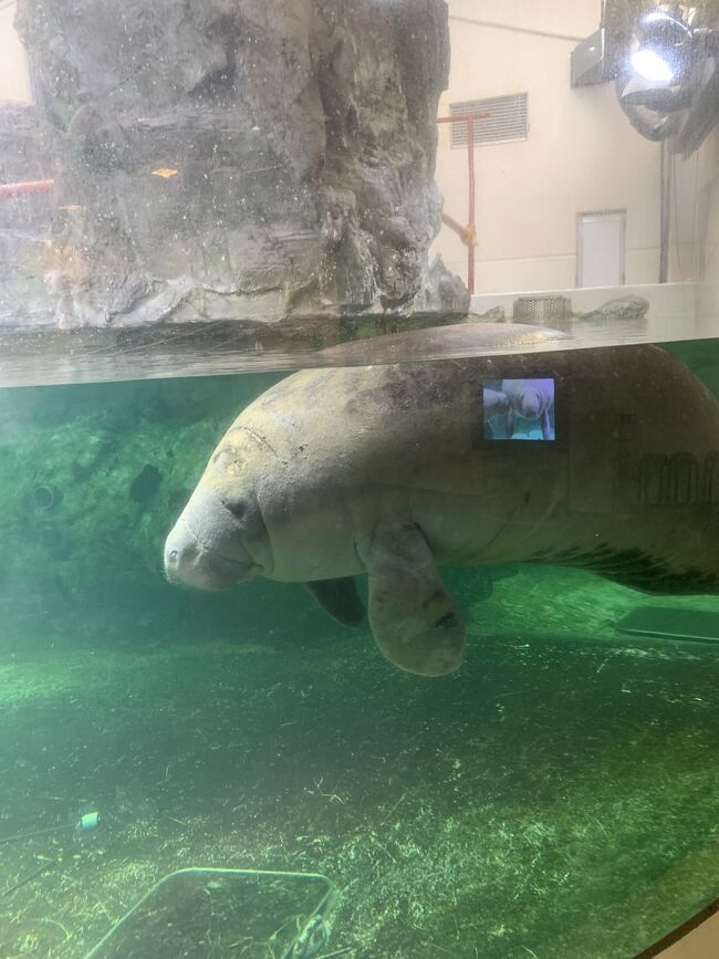 マナティ。可愛い。