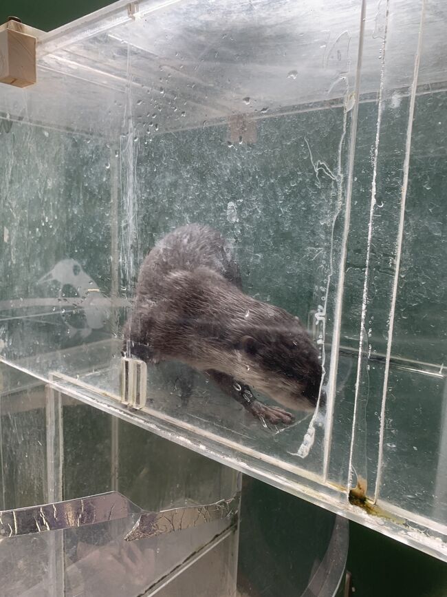 コツメカワウソ。可愛かった。<br />混んでないので、すごく近くで見れました。