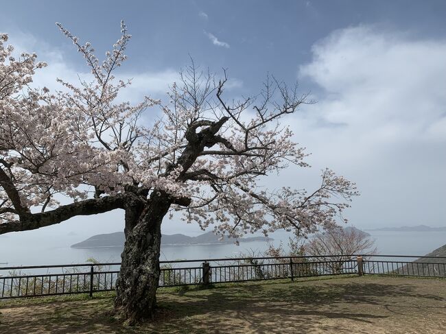 水族館を出てからまたしばらくお花見。