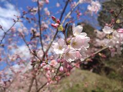 こちらの公園、頼朝桜→神代あけぼの→ソメイヨシノ→八重桜と比較的長い期間、お花見を楽しむ事ができるようです。