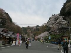 吉野駅には９時前に着きました。
桜がお出迎えです。

ここから往復で中千本まで
２時間じゃきついかなーと思っていたら
9時過ぎからと思っていた臨時観光バス(中千本行き）が
もう何往復もしているようでした。
