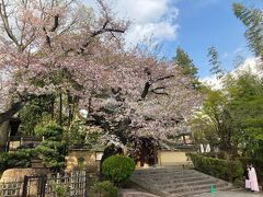 池袋でサウナにはいってから、南池袋の法明寺へ。桜で有名ならお寺。