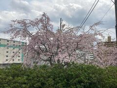 堤防から、北赤羽駅に向かう途中にしだれ桜が