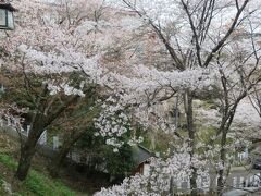 中千本に到着です。本日満開！