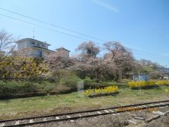 途中の舞木駅です
単線らしくガッタンゴットンと、ちょっとした土手の上を走る電車の車窓から満開の桜が楽しませてくれます♪