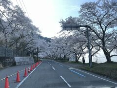 車で10分弱で桜並木に到着

ここから琵琶湖畔を4kmほど
桜並木が続きます