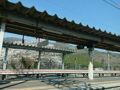  湖西線が合流して近江塩津駅に到着しました。ホームの向こう側でサクラが咲いています。