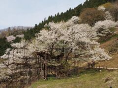 樽見の大桜