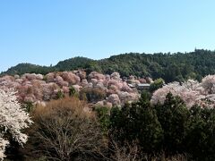 ９＜中千本＞
　中千本の絶景。山全体がシロヤマザクラを中心とした約200種、数千本の桜でピンクに染まっています。