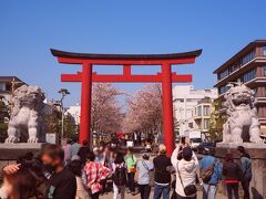 4月3日午後。急に思い立って鎌倉へ。
若宮大路の段葛（だんかずら）。
月曜日だというのにすごい人出。
桜が見ごろだから。