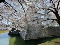 菱櫓と桜