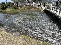 徽軫灯籠には長い列が
霞ヶ池には桜の花びらが流れていました