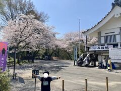 タクシーは、次のここ長篠城址で降ります。
桜が素晴らしいです。