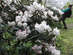 藤枝の蓮華寺池公園で花見(2018年４月)　https://4travel.jp/travelogue/11348501