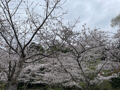 移動して茂原公園

桜が満開