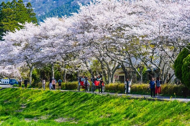 由布院の桜 2023』湯布院・由布院温泉(大分県)の旅行記・ブログ by 気まぐれなデジカメ館さん【フォートラベル】