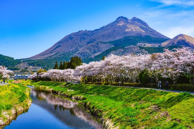 【訳あり】 油絵湯布院の桜菜の花由布岳のF6号です 絵画