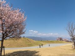 ホテルのチェックアウト後、最初に訪れたのは「八代ふるさと公園」。丘の上に広い範囲で花咲く桜が遠くから見え、すごいなと思ったところがそこでした。
いくつかある駐車場は混雑していて、いちばん上の駐車場まで行ってなんとか停められました。公園のいちばん上からの景色がこれです。もうお昼近い時間になってしまった。
よく調べていなかったのですが、広々した芝生の景色だなと思ったここは実は「岡銚子塚古墳」という前方後円墳が復元されたものだったんですね。ちょっとびっくり。前方後円墳初めて見たかも、壮大ですね。