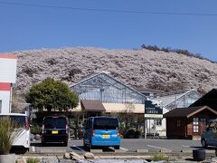 弘法山古墳の桜を離れたところから見ました。