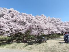 信州高遠美術館前の桜です。