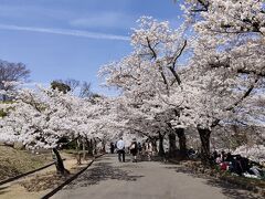 最後に城山公園に行きお花見をして、今回の旅の締めくくりにしました。
ここもソメイヨシノが満開でした。