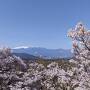 長野桜の旅