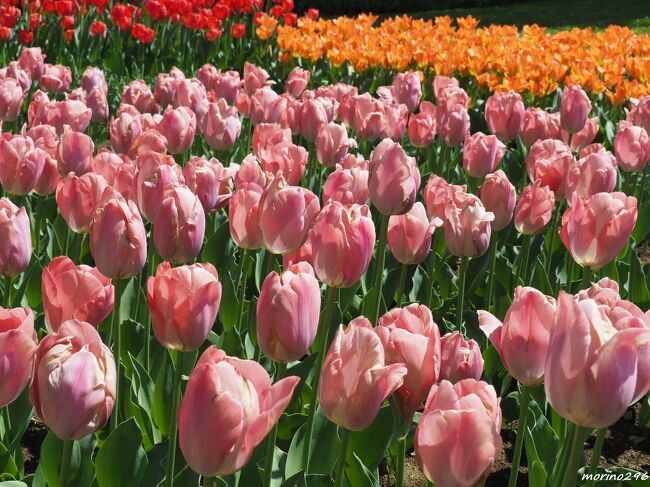 2023 チューリップと桜の饗宴＠昭和記念公園』立川(東京)の旅行記