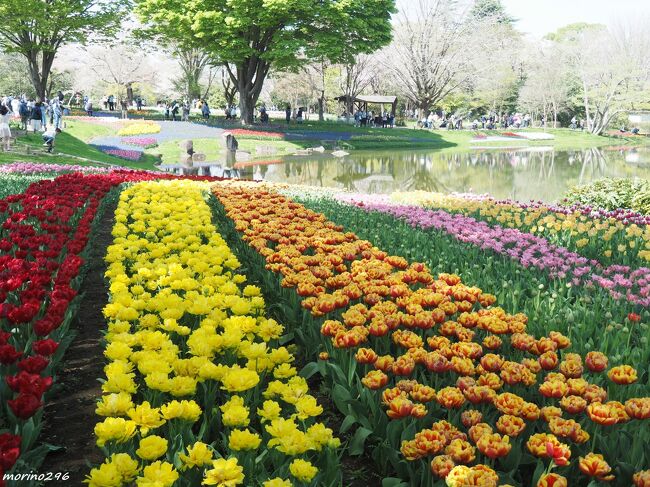 チューリップ・ガーデン 毎年4月中旬】東京・昭和記念公園のチューリップガーデンが