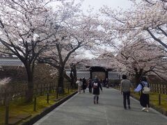 振り返ると、「桜」と「石川門」がとても綺麗な風景を作っていました。