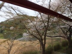 列車の中です。線路沿いに時々見える桜並木や