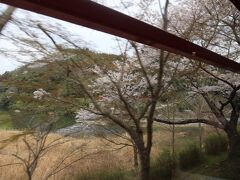 列車の中です。線路沿いに時々見える桜並木や