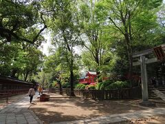 水曜日　平日の午前中　
トコトコ歩いてきた先は　
根津神社