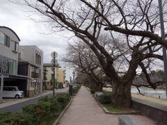 桜の時期には早いですが、川沿いは桜並木です。
