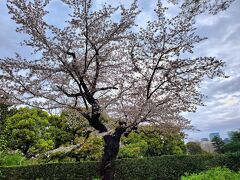 日比谷公園へ！
立派な桜の木だなぁ。