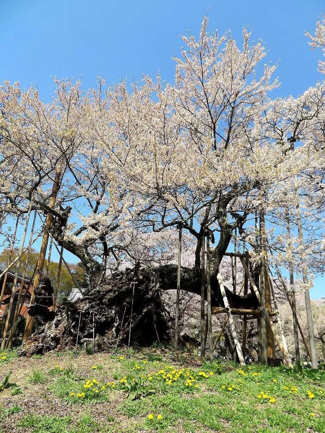 かすう工房「桜花神代桜」 かすう工房「桜花神代桜」