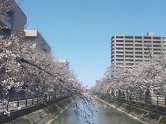 福島江用水　桜 お花見