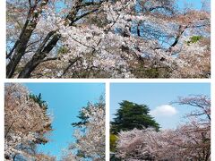 本日は 桜のお花見 目的です