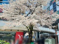 大宮 マルイ の前にある桜の木 1本が満開です