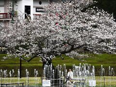 桜と噴水。