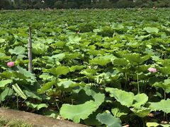 また別の日、不忍池に蓮の花を見に行きました。