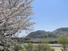 対岸の男山と桜。