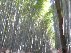 竹林の小径へ。

自転車を押していくのも一部もうしわけないくらいの
混み具合でした。