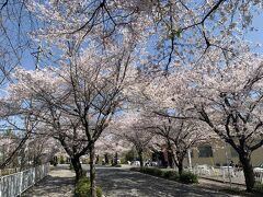 北桜通り