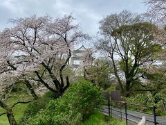 4月2日。
すでに見頃は終わってるなぁと思いながら
小田原城をめざします